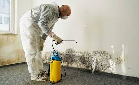 Best Mold Odor Removal Services in Provo, UT